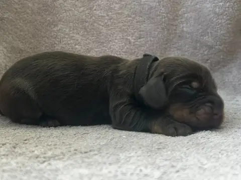 Cocker Spaniel Anglais  Collier Noir -