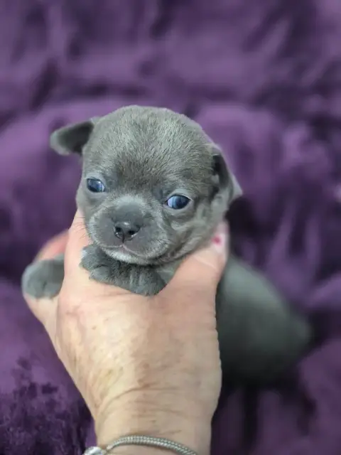 Chihuahua  Blueberry Des Petits Diamants Précieux