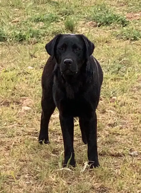 Labrador Retriever  Collier Turquoise(Chocolat) Des T c5737 photo 3