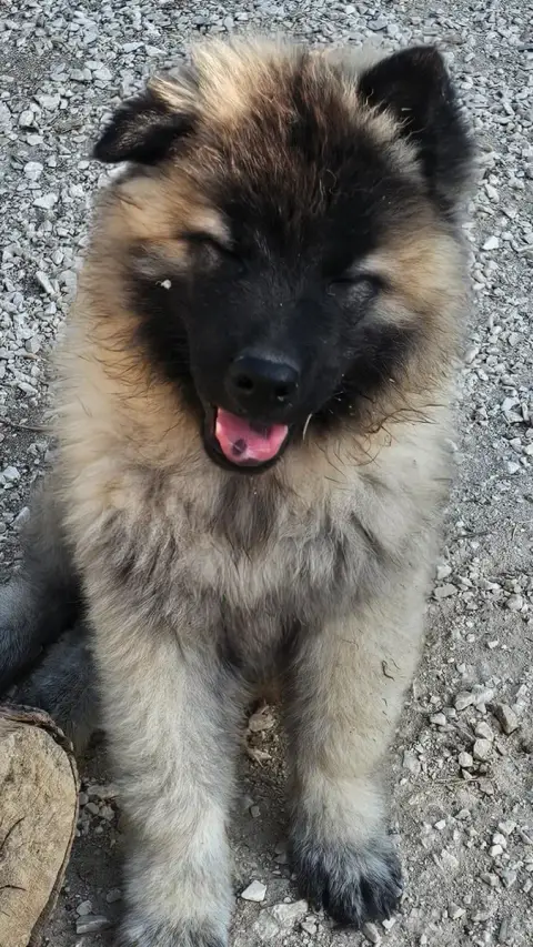 Eurasier