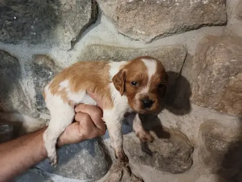 Epagneul Breton  Chiot N°2 Des Terres Aniciennes