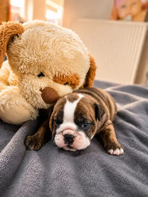 Bulldog Anglais  Chiot N°3 Des Minis Trésors De Julia 097d4