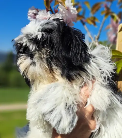 Shih Tzu  Albert Of Mayajoe'S Dreams photo 3