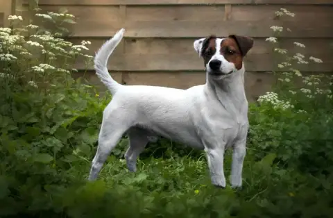 Jack Russell Terrier  Chiot 1 Du Pont Du Riot D'Esnes 6edcd photo 3