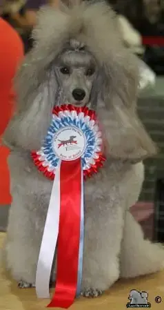 Caniche  Balenciaga De La Cascade Saint Nicolas photo 2