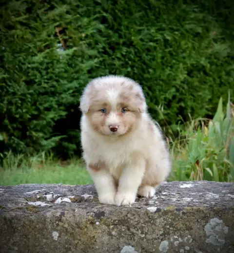 Berger Australien  Chiot N°3 Red Rock River