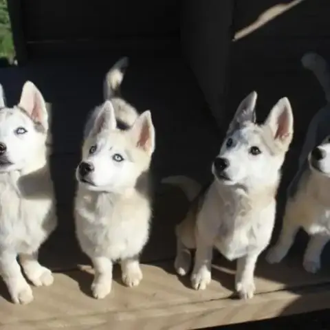 Chiot Husky Sibérien