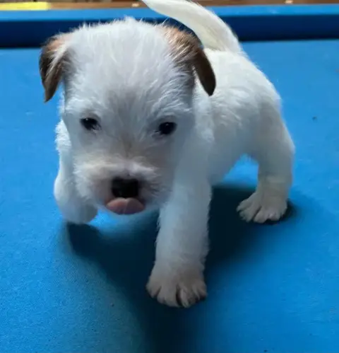 Jack Russell Terrier  Chiot N°4 Lacus Meduli photo 3