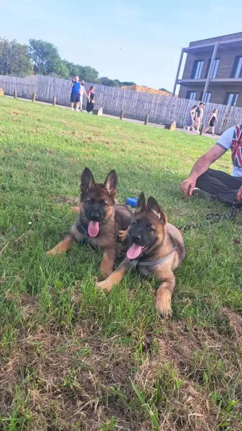 Berger Allemand  Britta photo 3