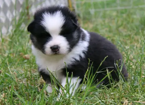 Chien Finnois De Laponie  Bjarni Nita De La Vallée D' 9c5a8