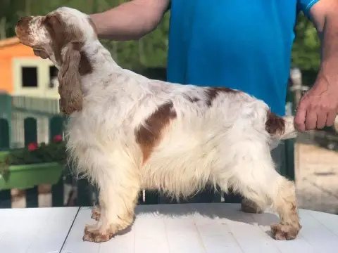 Cocker Spaniel Anglais  Chiot 2 Of Shepherd'S Paw photo 3