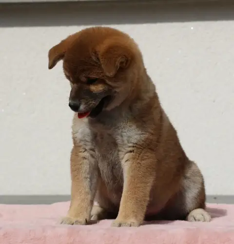 Shiba  Basashi Des Brumes De Brocéliande photo 3