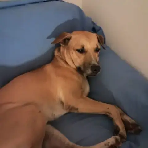 Aiko, Un Bonheur De Chien