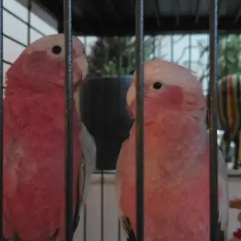 Un Male Et Une Femelle De Cacatoes Rosalbin 5 Mois