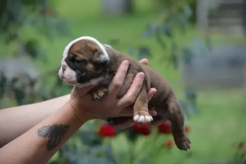 Bulldog Anglais photo 2
