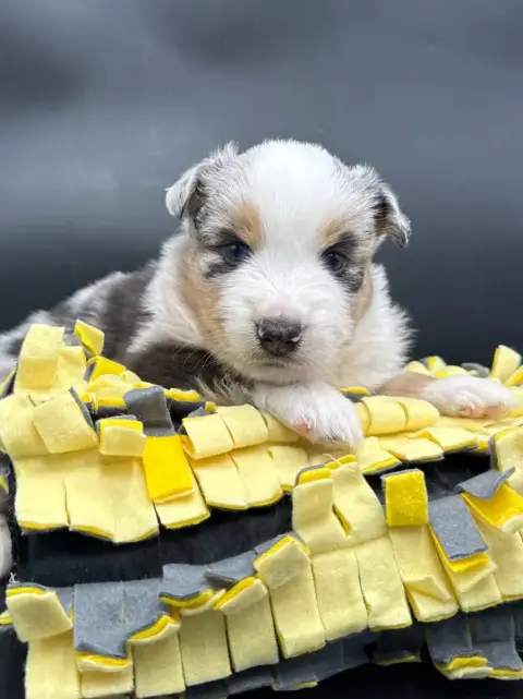 Berger Américain Miniature  Chiot N°6 Des Joyaux Des  2facc photo 2