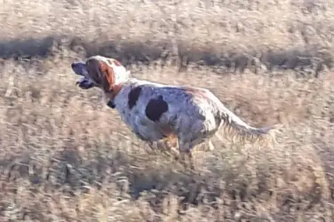 Setter Anglais  Chiot N°3 Tricolore De La Foret Des R 253f8 photo 3