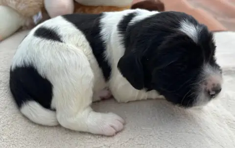 English Springer Spaniel  B.................... Des E d055d photo 2