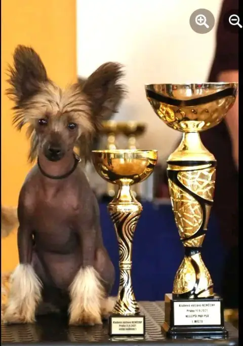 Chien Chinois À Crête  Boum Boum Little Champs photo 3