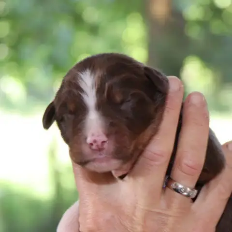 Berger Australien  Chiot 5 Des Bergers De La Tribu De cfd49