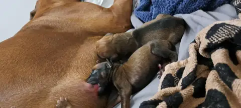 Rhodesian Ridgeback  Baako Kutamba Familia Nostra photo 2