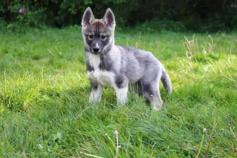 Siberian Husky  Male 2 Wolves Of The Northern Light d2847