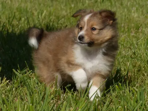 Shetland Sheepdog  Monsieur Barney Du Domaine De Bois 30326 photo 3