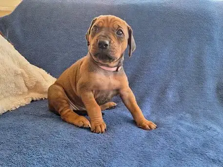 Adopter Rhodesian Ridgeback 
                        Bélène D c0f24