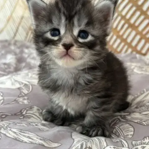 Chatons Maine Coon Mâles Et Femelles Loof