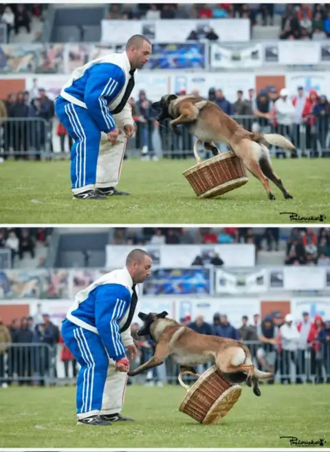 Berger Belge photo 3