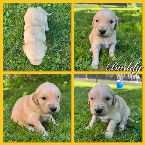 Golden Retriever  Buddy Du Domaine Des Belles Aubois f8539