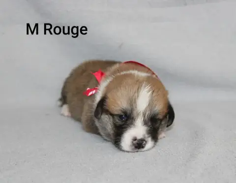 Welsh Corgi Pembroke 
                        Mr Royg 39656