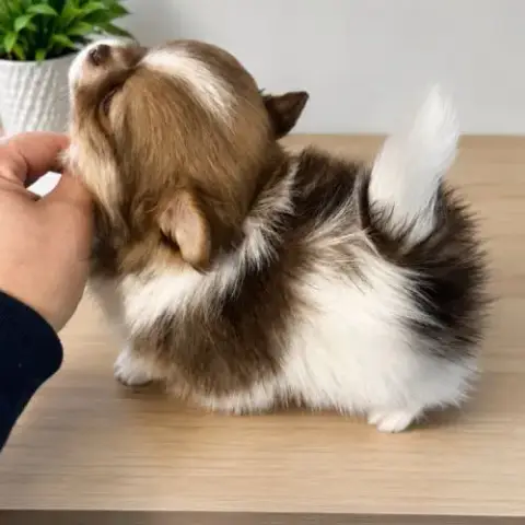 Magnifique Pomchi