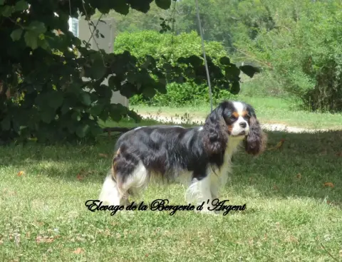 Cavalier King Charles Spaniel  Chiot N°1 Du Chemin De 95cd0