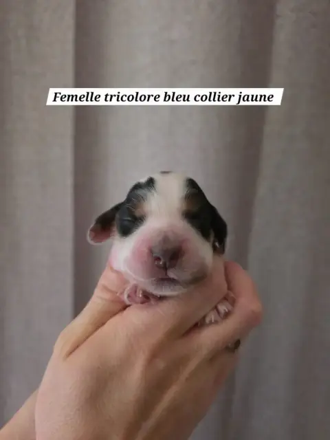 Cocker Spaniel Anglais  Collier Jaune Du Domaine De L ed24a
