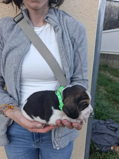 Beagle  Chiot N°3 Des Meneurs D'Ariege photo 2