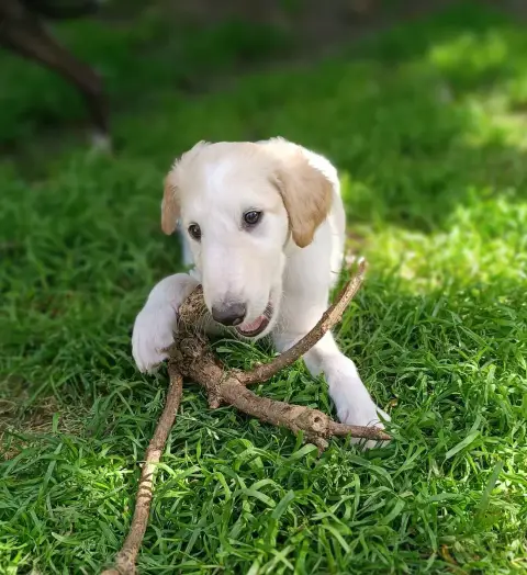 Barzoi  Bianca