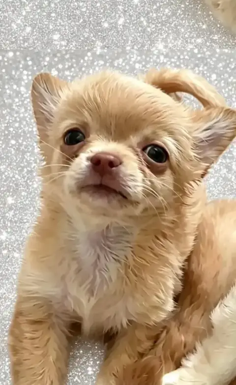 Chihuahua  B....Poil Long Petit Gabarit So Lovely