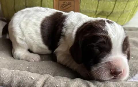 English Springer Spaniel  B.................. Des Eta c6d09 photo 2