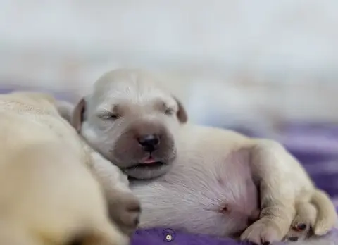 Golden Retriever  Goldheaven Gold Heaven