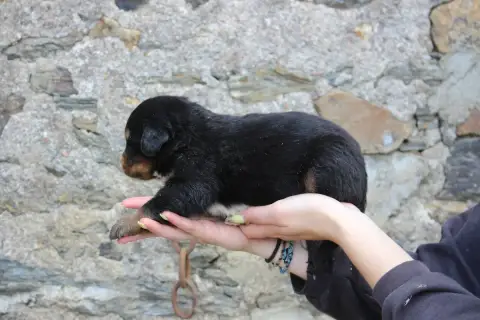 Bouvier Bernois  Chiot 2 De La Vallée De L'Hyrome photo 3