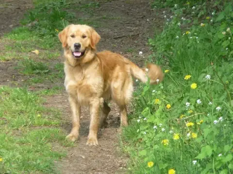 Golden Retriever  Chiot N°11 Des Marais De Courmont e5e43