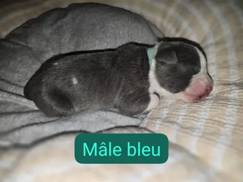 American Staffordshire Terrier  B... Du Royaume De Tc 3fb2c photo 2