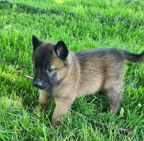 Berger Belge  Chiot 4 Du Domaine Du Pont De Loye