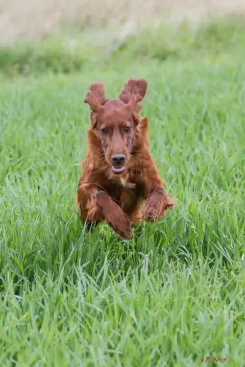 Setter Irlandais Rouge  Bebe Bonheur Du Domaine Du Fu 6cd76 photo 3