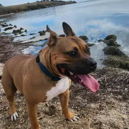 Chien Oden À L Adoption