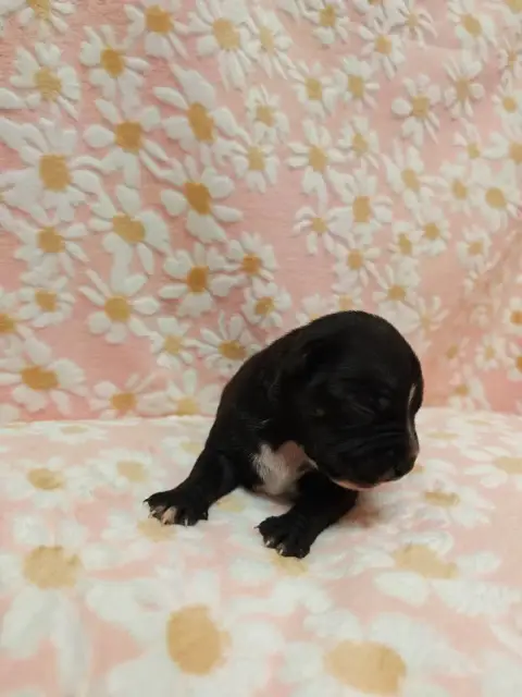 Staffordshire Bull Terrier photo 2
