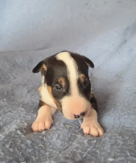 Bull Terrier  Chiot 8 By The Wall photo 2