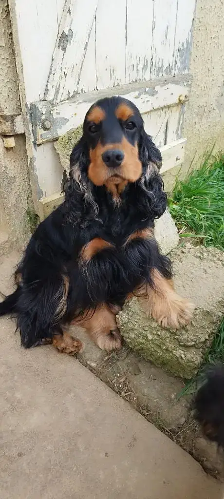 Cocker Spaniel Anglais photo 2