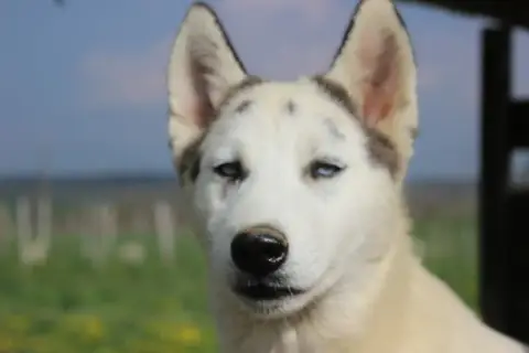 Siberian Husky  Amilko Du Mont Beloukha